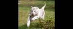 White Tiger