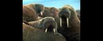 The Epic Walruses
